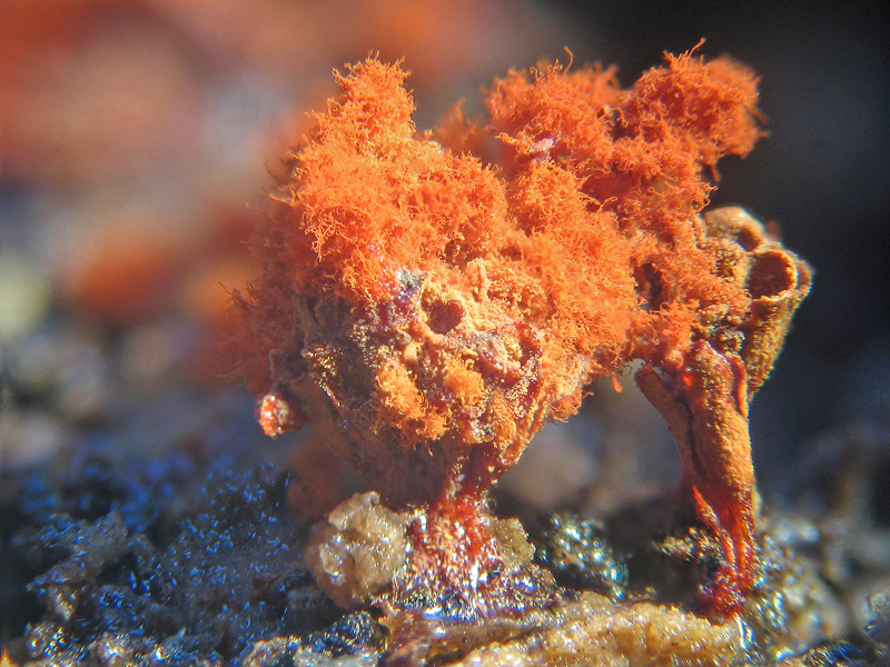 Metatrichia vesparium